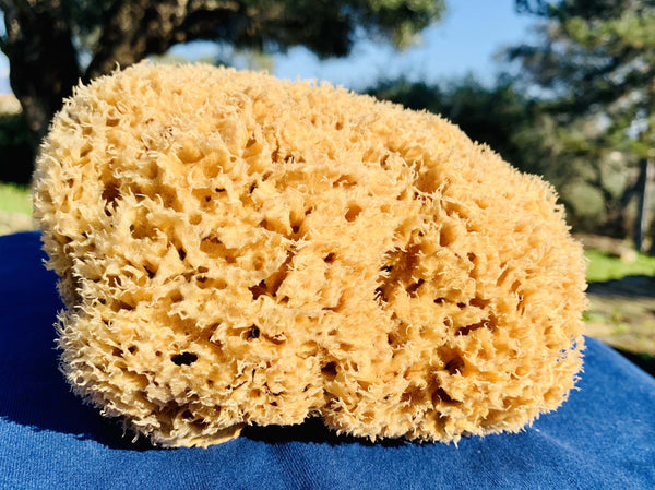 SFUNGA Organic Sea Sponge